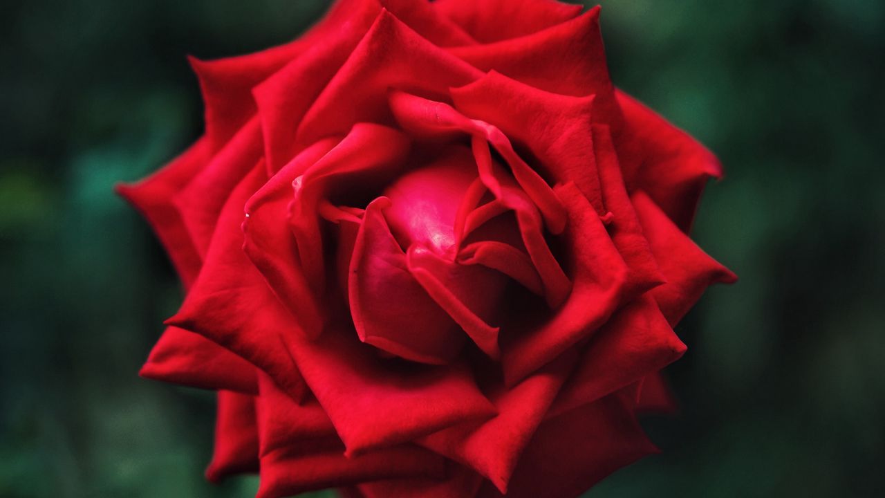 Обои роза, цветок, лепестки, красный, макро