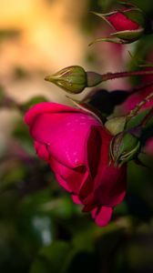 Превью обои роза, цветок, лепестки, листья, розовый