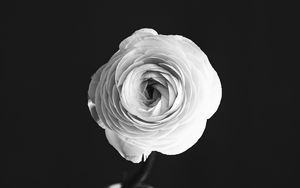 Превью обои роза, цветок, лепестки, ваза, черно-белый, чб