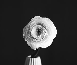 Превью обои роза, цветок, лепестки, ваза, черно-белый, чб