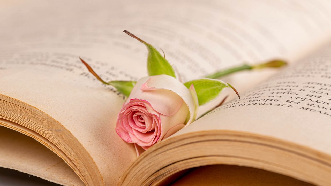 Обои роза, цветок, лепестки, книга