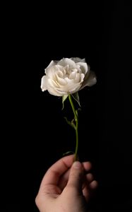 Превью обои роза, цветок, лепестки, стебель, белый, рука