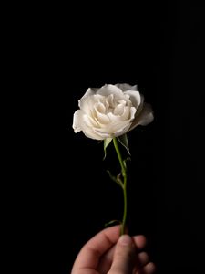 Превью обои роза, цветок, лепестки, стебель, белый, рука