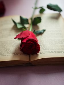 Превью обои роза, цветок, лепестки, книга, страницы