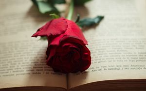 Превью обои роза, цветок, лепестки, книга, страницы
