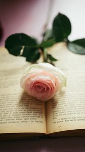 Превью обои роза, цветок, лепестки, книга, страницы, эстетика