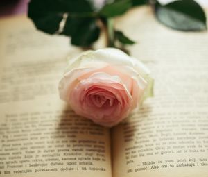 Превью обои роза, цветок, лепестки, книга, страницы, эстетика