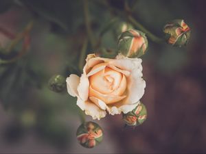 Превью обои роза, цветок, лепестки, бутоны, макро