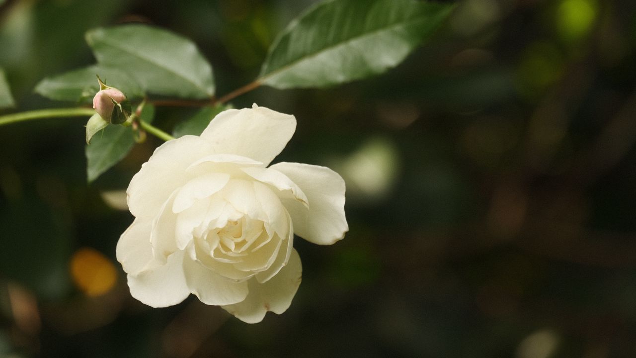 Обои роза, цветок, лепестки, белый, макро, размытие