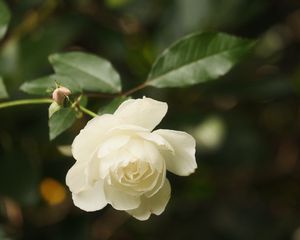 Превью обои роза, цветок, лепестки, белый, макро, размытие