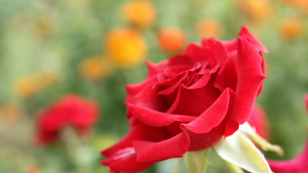 Обои роза, цветок, лепестки, бутон, крупный план, красный