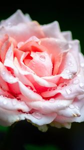 Превью обои роза, цветок, лепестки, капли, дождь, розовый