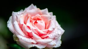 Превью обои роза, цветок, лепестки, капли, дождь, розовый