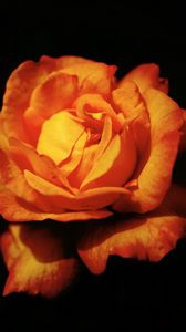 Превью обои роза, цветок, лепестки, оранжевый