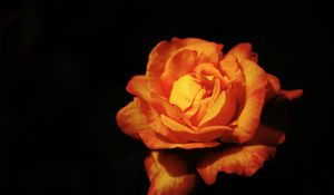 Превью обои роза, цветок, лепестки, оранжевый