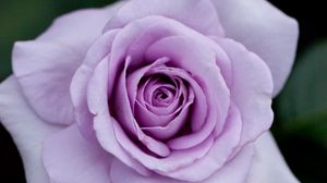 Превью обои роза, цветок, лепестки, фиолетовый