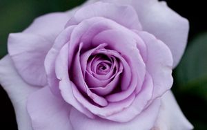 Превью обои роза, цветок, лепестки, фиолетовый