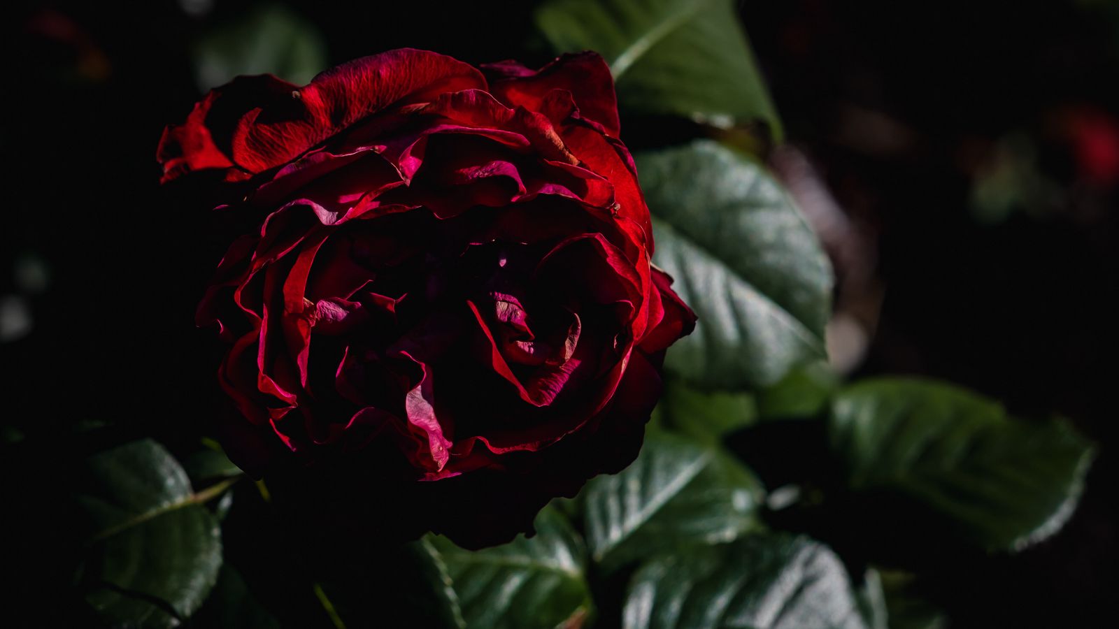 1600x900 Обои роза, цветок, лепестки, листья, красный, темный
