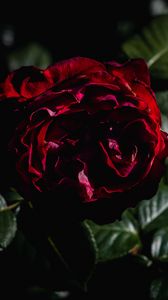 Превью обои роза, цветок, лепестки, листья, красный, темный