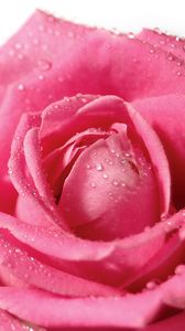 Превью обои роза, цветок, лепестки, капли, бутон, розовый