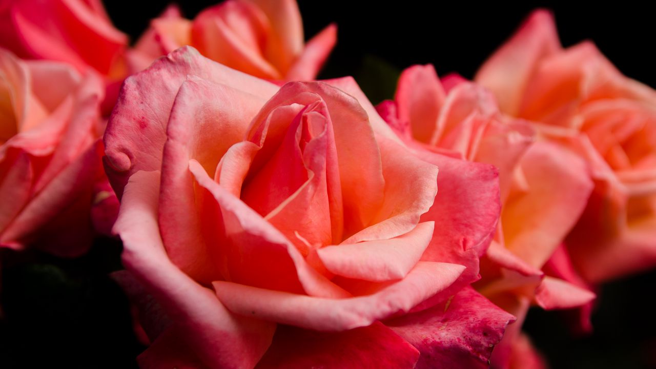 Обои роза, цветок, лепестки, розовый, макро, бутон