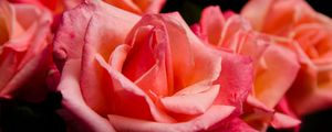 Превью обои роза, цветок, лепестки, розовый, макро, бутон