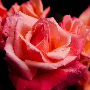 Превью обои роза, цветок, лепестки, розовый, макро, бутон