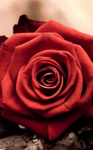 Превью обои роза, цветок, лепесток, красный