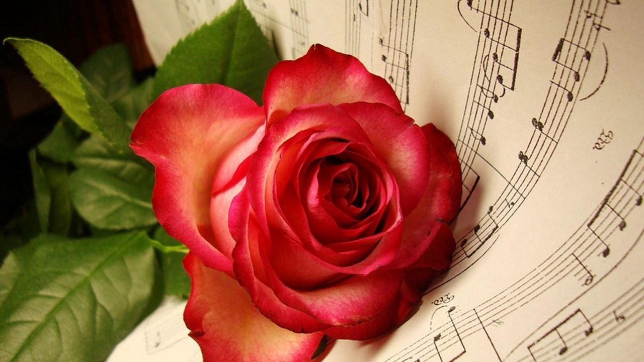 Обои роза, цветок, лежит, ноты, музыка