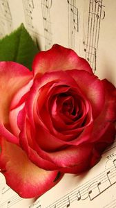 Превью обои роза, цветок, лежит, ноты, музыка