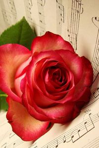 Превью обои роза, цветок, лежит, ноты, музыка