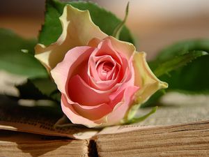 Превью обои роза, цветок, лежит, книга