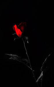 Превью обои роза, цветок, листья, красный, черный