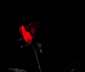 Превью обои роза, цветок, листья, красный, черный