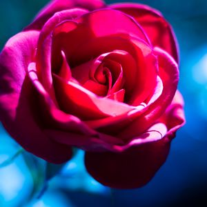 Превью обои роза, цветок, макро, розовый