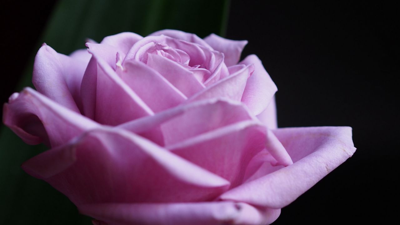 Обои роза, цветок, макро, розовый, лепестки