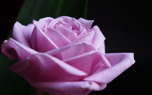 Превью обои роза, цветок, макро, розовый, лепестки