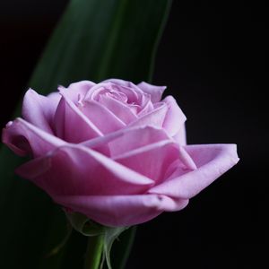 Превью обои роза, цветок, макро, розовый, лепестки