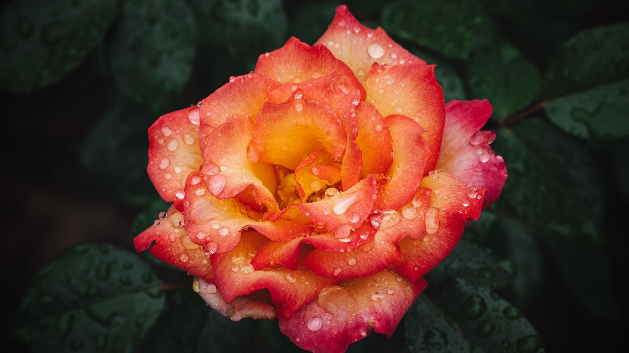Обои роза, цветок, мокрый, красный, желтый