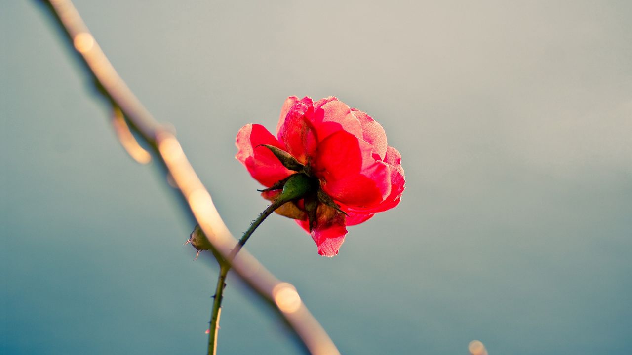 Обои роза, цветок, одиночество