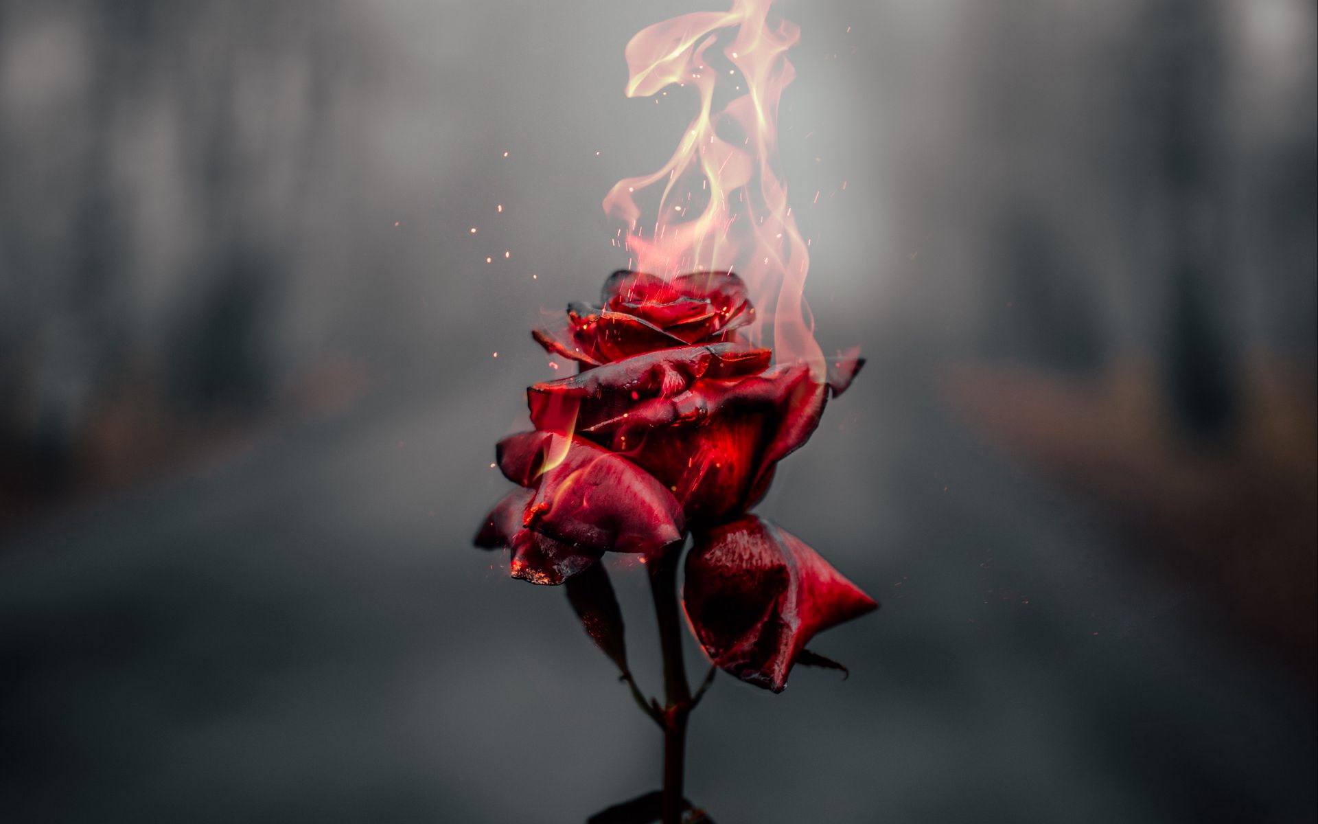 Песня не вырастут цветы на выжженной. Огненный цветок. Цветок в огне.