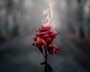 Превью обои роза, цветок, огонь, пламя, гореть