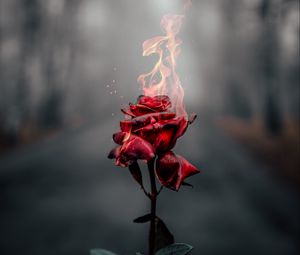 Превью обои роза, цветок, огонь, пламя, гореть