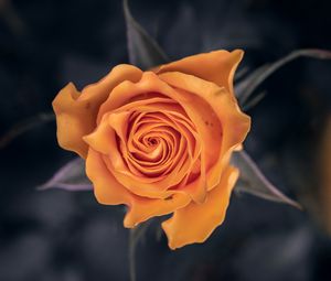Превью обои роза, цветок, оранжевый, макро, крупный план