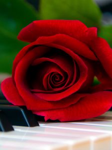 Превью обои роза, цветок, пианино, клавиши, красный