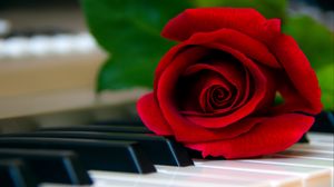 Превью обои роза, цветок, пианино, клавиши, красный