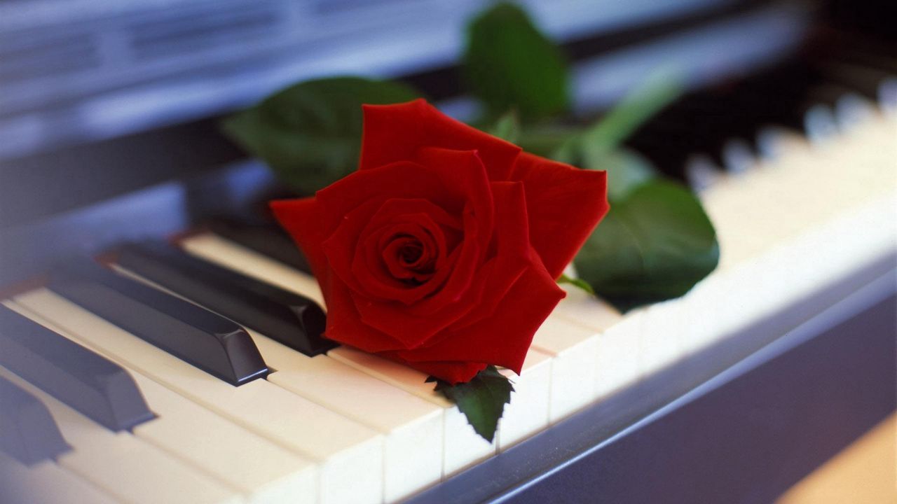 Обои роза, цветок, пианино, музыка