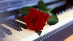 Превью обои роза, цветок, пианино, музыка