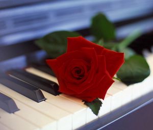 Превью обои роза, цветок, пианино, музыка