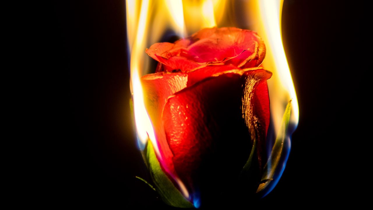Обои роза, цветок, пламя, огонь